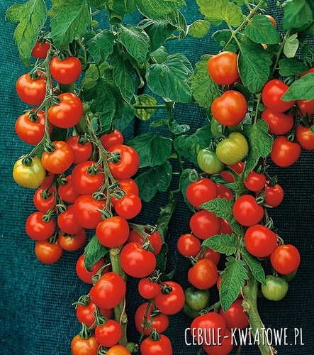 Pomidor Harzfeuer F1 - gruntowy popularna odmiana