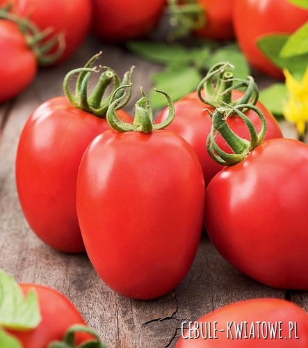 Pomidor Scatolone 2 - gruntowy kształt papryki duże