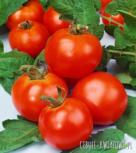 Pomidor Szejk Šejk - gruntowy