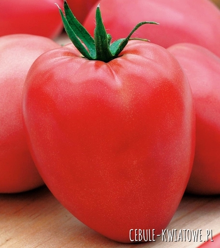 Pomidor Denar - gruntowy karłowy