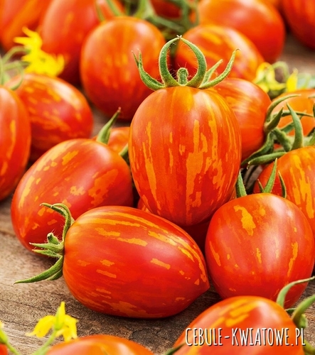 Pomidor Tigerella - wysoki czerwony w żółte prążki