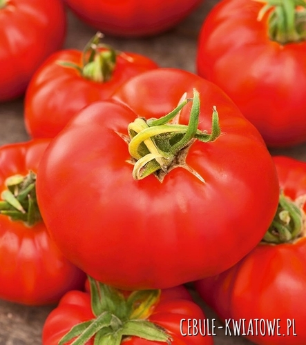 Pomidor Pedro - szklarniowy idealny do przechowywania