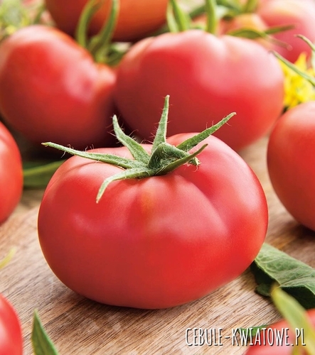 Pomidor Słonka F1 - szklarniowy