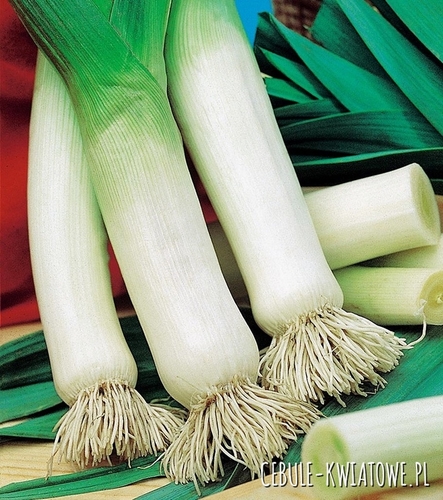 Por Blauwgroene Winter - późny dobrze zimuje