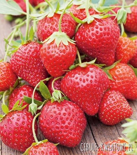 Truskawka Rainbow Treasure F1