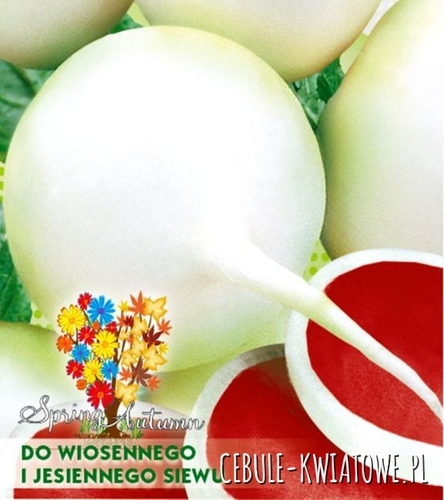 Rzodkiew Mantanghong czerwony środek z biała-skórka