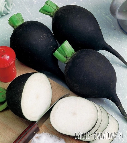 Rzodkiew Zimowa Kulata Cerna - Czarna Kula