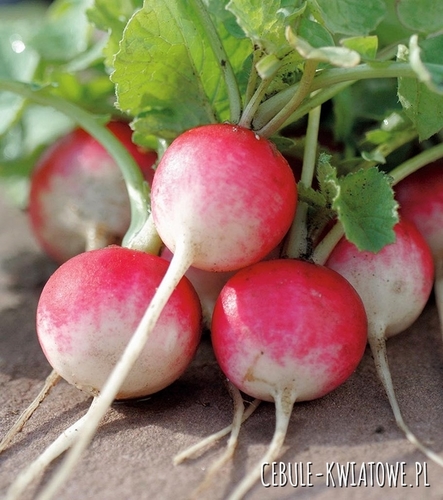 Rzodkiewka Krakowianka - biało czerwona