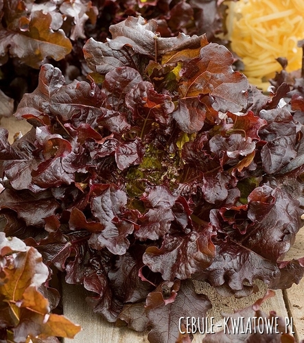 Sałata Red Salad Bowl - dębolistna czerwona