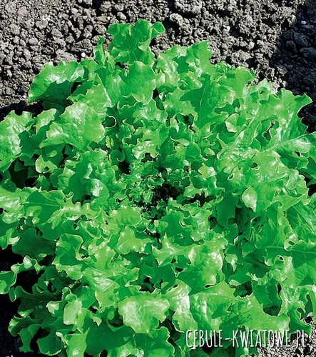 Sałata liściowa Salad Bowl - zielona dębolistna