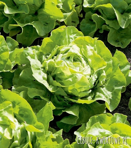 Sałata Lento - głowiasta masłowa uprawa całoroczna
