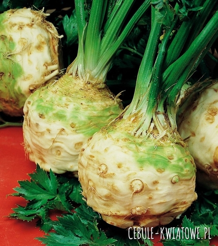 Seler korzeniowy Makar