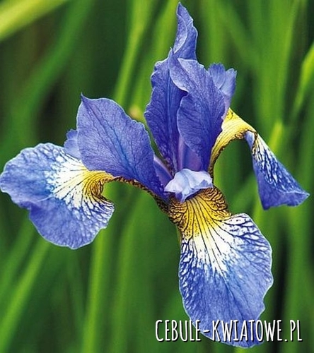 Irys Sibirica Perry s Blue 1 szt.
