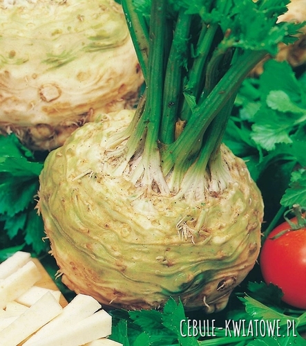 Seler korzeniowy Maxim - późny