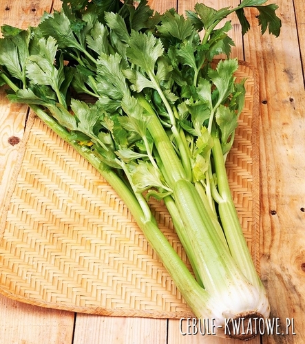 Seler naciowy Zefir - wyjątkowy smak i aromat duże wartości odżywcze