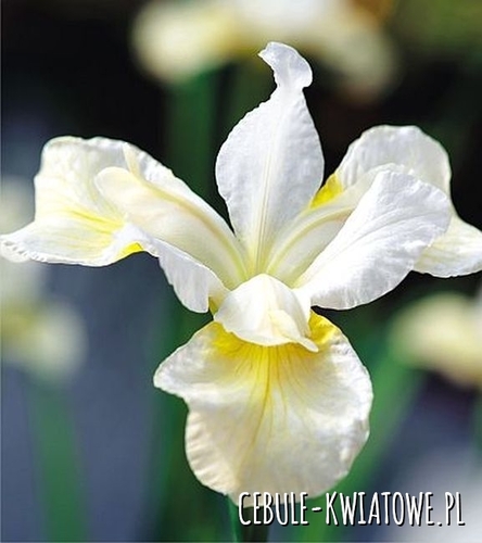Irys Sibirica Snow Queen 1 szt.