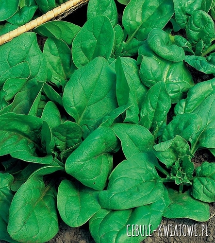 Szpinak Olbrzym Zimowy