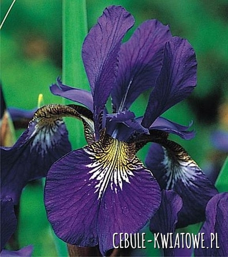 Irys Sibirica Caesar s Brother 1 szt.