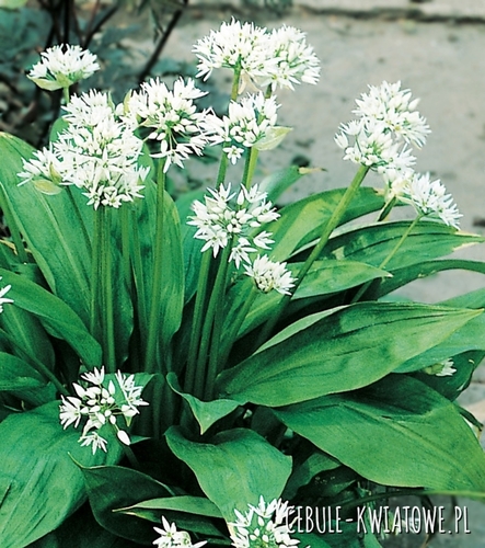 Czosnek niedźwiedzi