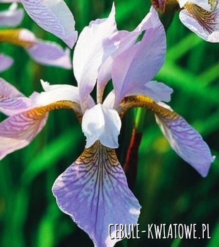 Irys Sibirica Gelbel Mantel 1 szt.