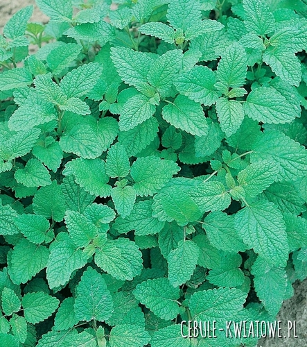 Melisa Cytrynowa - aromatyczna