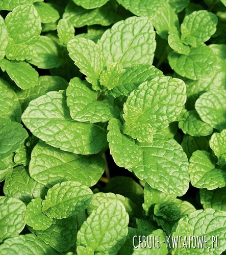 Mięta kłosowa