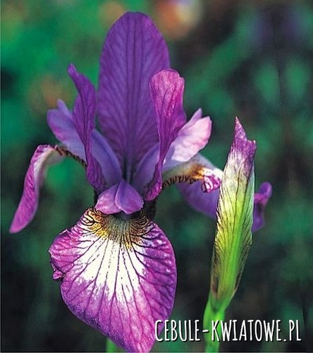 Irys Sibirica Illiane Charm 1 szt.