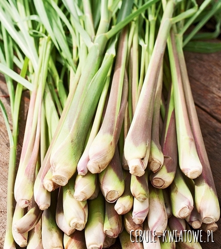 Trawa Cytrynowa - aromatyczna