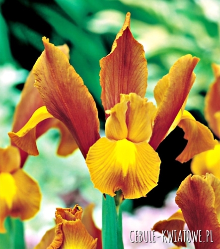 Irys Holenderski Bronze Queen 10 szt.