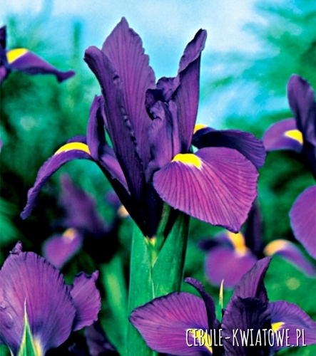 Irys Holenderski Purple Sensation 10 szt.