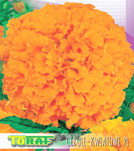 Aksamitka Wielkokwiatowa Mona-pomarańczowa
