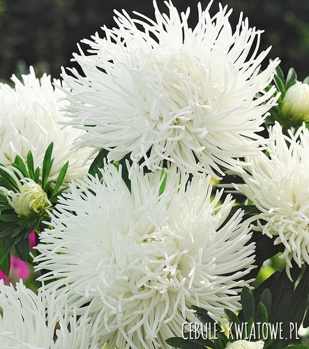 Aster Chryzantemowy Wysoki Biały