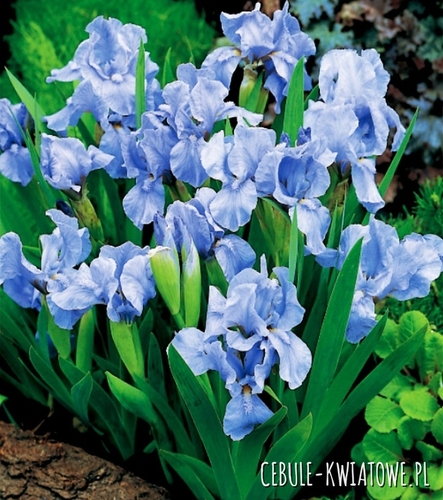 Irys Pumila Niski Truly 1 szt.