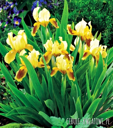 Irys Pumila Niski Ritz 1 szt.