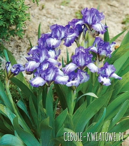 Irys Pumila Niski Petit Polka 1 szt.