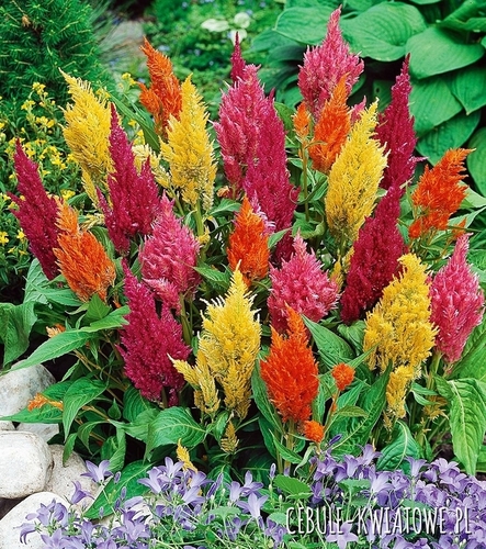 Celozja Pierzasta Mieszanka