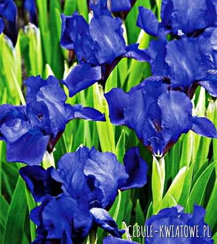 Irys Pumila Niski Little Saphire 1 szt.