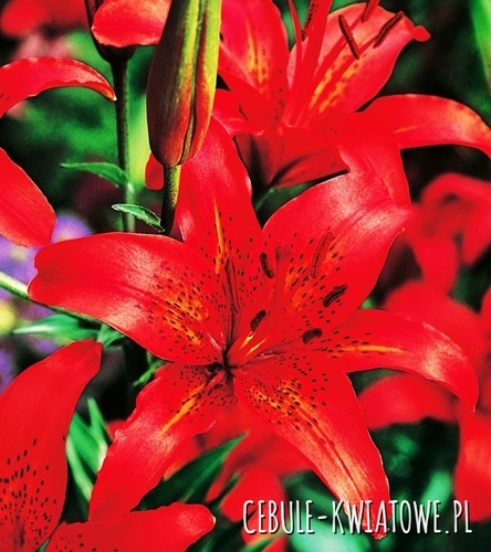 Lilia Azjatycka Czerwona 1 szt.