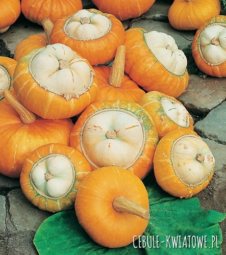 Dynia Ozdobna Turecki Turban