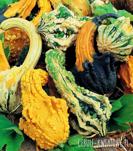 Dynia Ozdobna Little Indian Mix