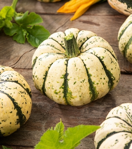 Dynia Ozdobna - Sweet Dumpling