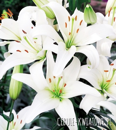 Lilia Azjatycka Biała 1 szt.