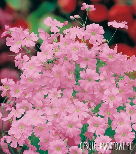 Nasiona - Gipsówka wytworna różowa
