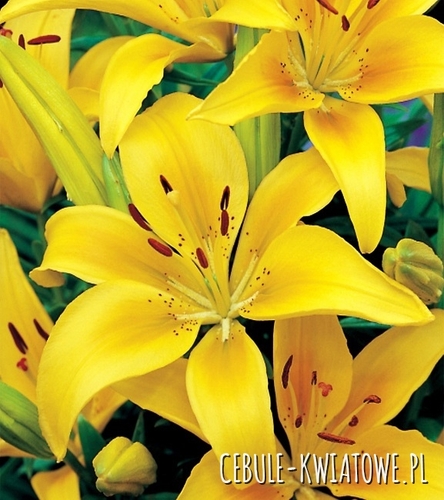 Lilia Azjatycka Żółta 1 szt.