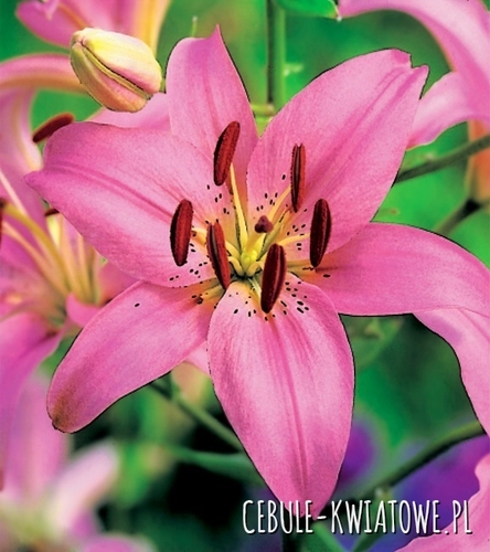 Lilia Azjatycka Różowa 1 szt.