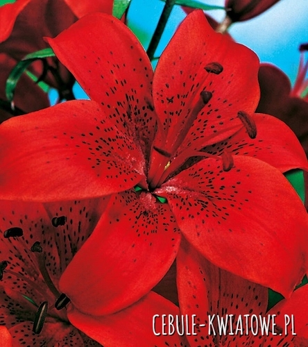 Lilia Azjatycka Diabora 1 szt.