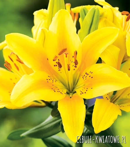 Lilia Azjatycka Menorca 1 szt.