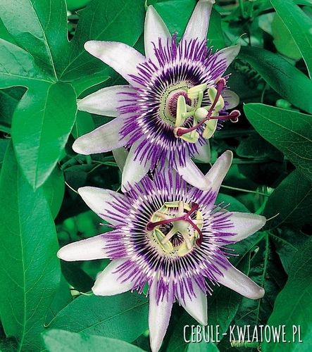 Męczennica Passiflora - Niebieska