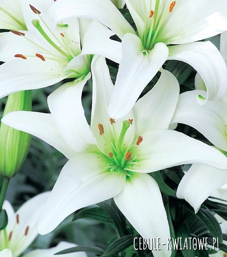 Lilia Azjatycka Canova 1 szt.