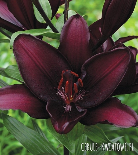 Lilia Azjatycka Mapira 1 szt.